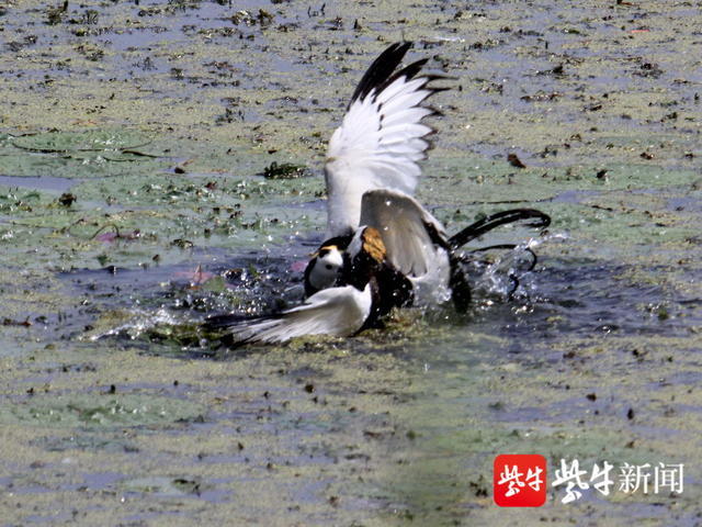 包含波兰队平局战罢，难分胜负难舍难分的词条