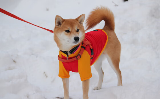 凯塞多爆发点燃斗牛士军团，西班牙连续得分压制伊拉克彰显统治力